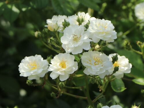 Rosa 'Guirlande d´Amour'®-rambler - Obrázek 3