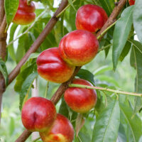 Nektarinka 'Stark Red Gold'