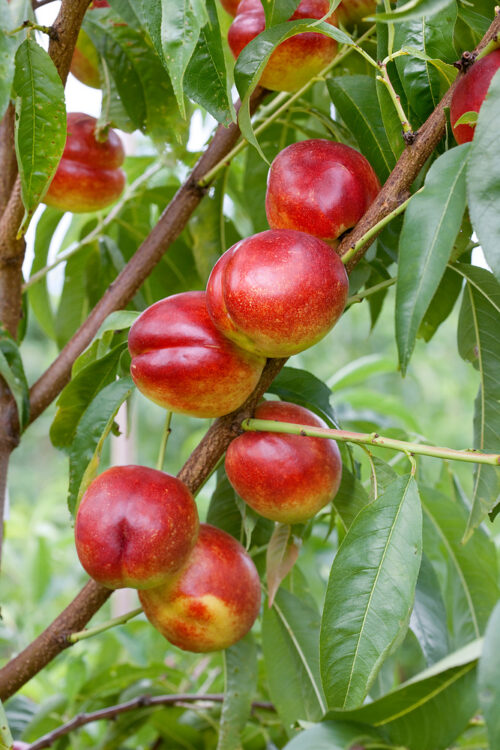 Nektarinka 'Stark Red Gold' - Obrázek 1