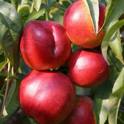 Nektarinka 'Harblaze'