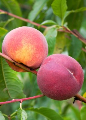 Broskvoň 'Fairhaven'