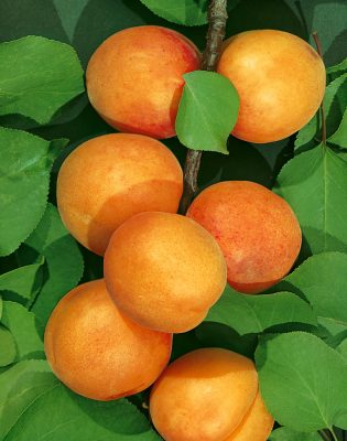 Meruňka 'Maďarská'