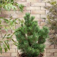 Pinus mugo 'Limerick'