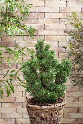 Pinus mugo 'Limerick'