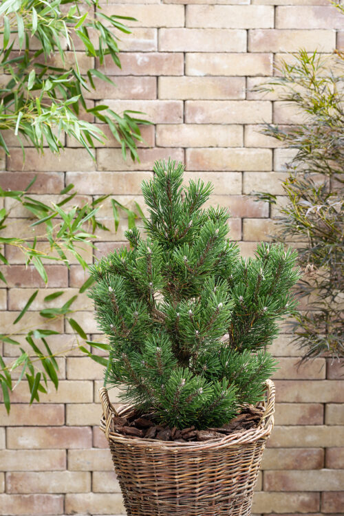 Pinus mugo 'Limerick' - Obrázek 1
