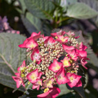 Hydrangea macrophylla 'Red Angel'