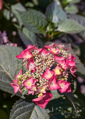 Hydrangea macrophylla 'Red Angel'