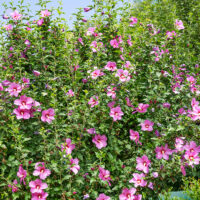 Hibiscus syriacus 'Flower Tower Purple' (lila)