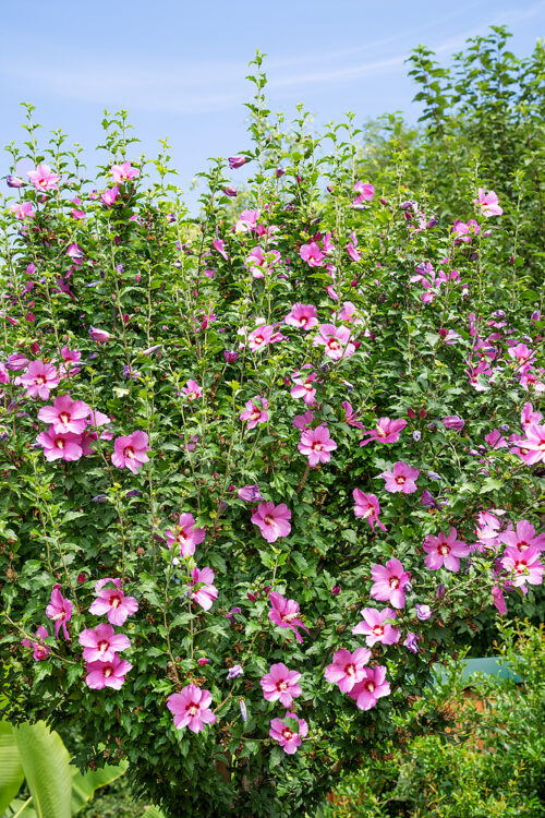 Hibiscus syriacus 'Flower Tower Purple' (lila) - Obrázek 1
