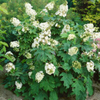 Hydrangea quercifolia 'Snow Queen'