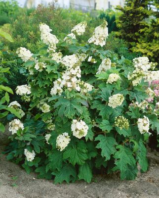 Hydrangea quercifolia 'Snow Queen'