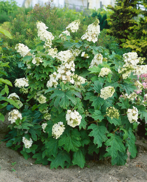 Hydrangea quercifolia 'Snow Queen' - Obrázek 1