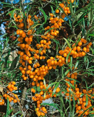Hippophae rhamnoides 'Botanika' (samičí)