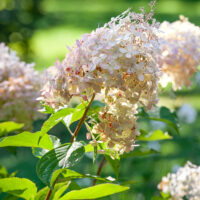 Hydrangea paniculata 'Petite Star'®