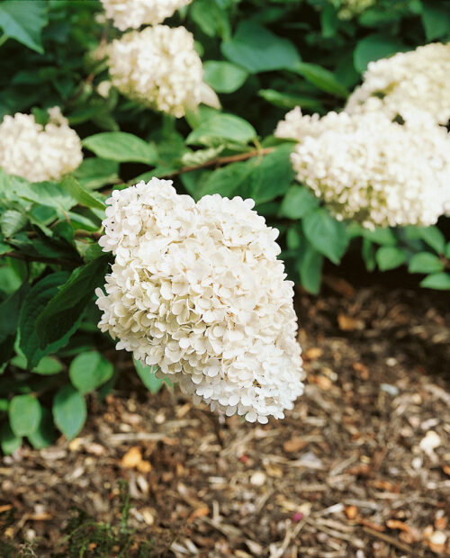 Hydrangea paniculata 'Grandiflora' - Obrázek 1