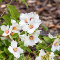 Philadelphus 'Snowbelle'