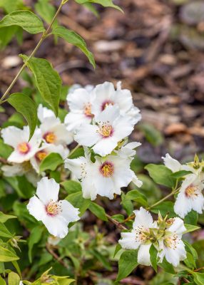 Philadelphus 'Snowbelle'