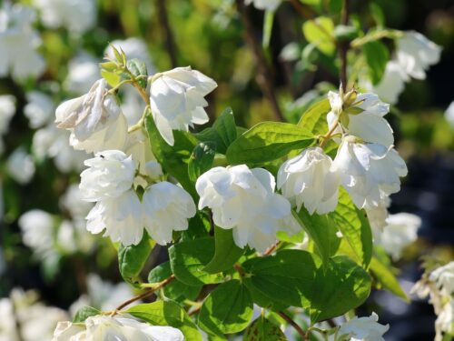 Philadelphus 'Snowbelle' - Image 2