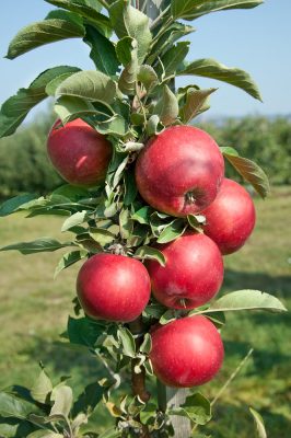 Jabloň 'Redcats'-sloupovitá