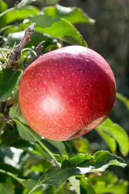 Jabloň 'Redspring'-sloupovitá