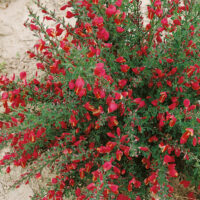 Cytisus 'Windlesham Ruby'
