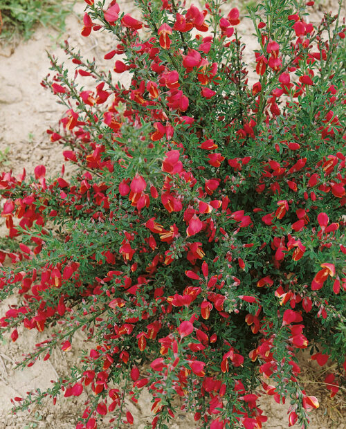 Cytisus 'Windlesham Ruby' - Obrázek 1