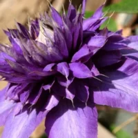 Clematis 'Kokonoe' - NOVINKA 23 !