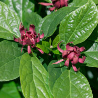 Calycanthus 'Hartlage Wine'