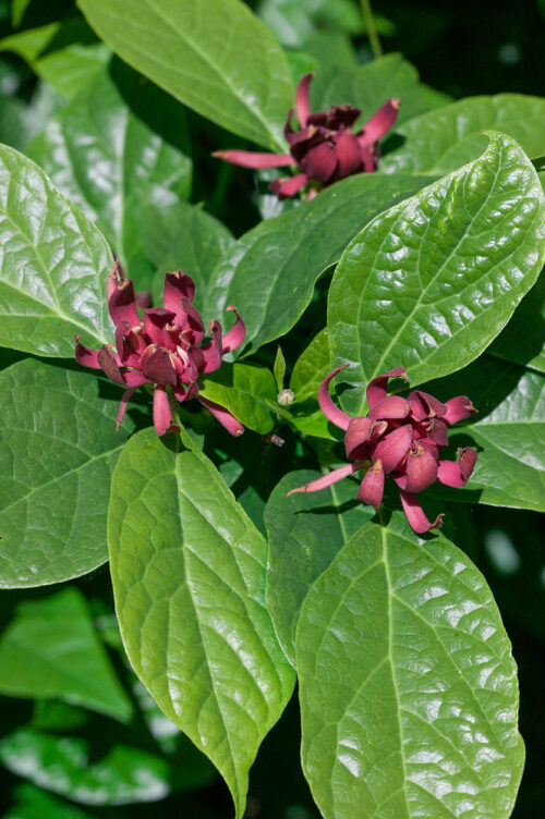 Calycanthus 'Hartlage Wine' - Obrázek 1