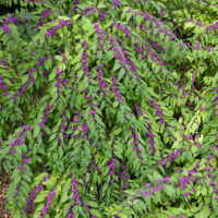 Callicarpa dichotoma 'Issai'®