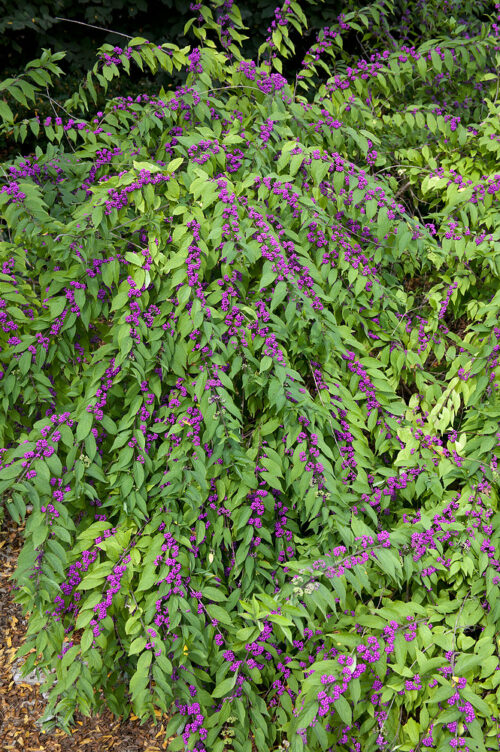 Callicarpa dichotoma 'Issai'® - Obrázek 1