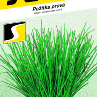 Pažitka - Erecta, vzpřímená 2g