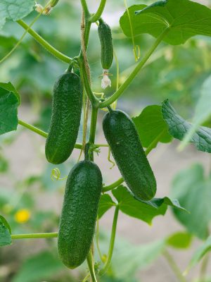 Okurka roubovaná nakládačka 'HARRIET F1'