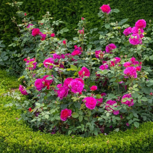 ROSA 'David Austin'® 'Gabriel Oak'® - Obrázek 2