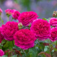 ROSA 'David Austin'® 'Gabriel Oak'®