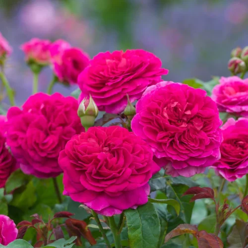 ROSA 'David Austin'® 'Gabriel Oak'® - Obrázek 1