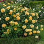 ROSA 'David Austin'® 'Golden Celebration'® - Obrázek 8