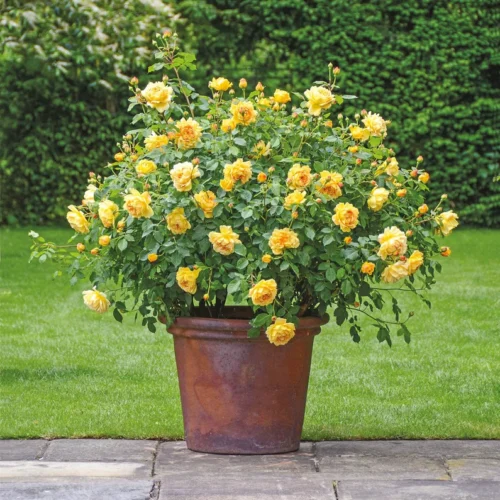 ROSA 'David Austin'® 'Golden Celebration'® - Obrázek 2