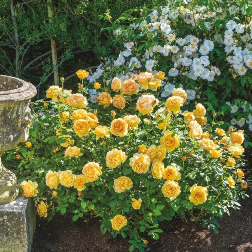ROSA 'David Austin'® 'Golden Celebration'® - Obrázek 6