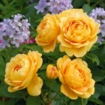ROSA 'David Austin'® 'Golden Celebration'® - Obrázek 7