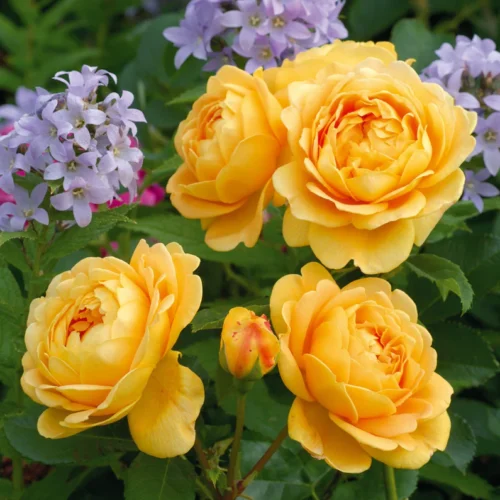ROSA 'David Austin'® 'Golden Celebration'® - Obrázek 7