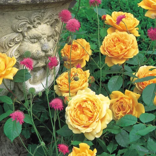 ROSA 'David Austin'® 'Golden Celebration'® - Obrázek 3
