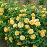 ROSA 'David Austin'® 'Golden Celebration'® - Obrázek 5