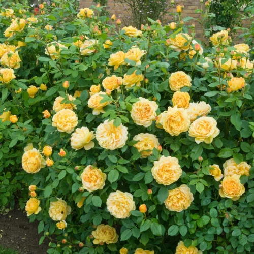 ROSA 'David Austin'® 'Golden Celebration'® - Obrázek 5