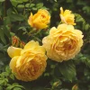ROSA 'David Austin'® 'Golden Celebration'® - C5L