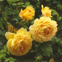 ROSA 'David Austin'® 'Golden Celebration'®