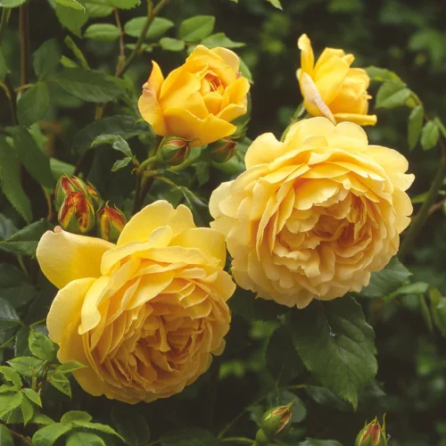 ROSA 'David Austin'® 'Golden Celebration'® - Obrázek 1