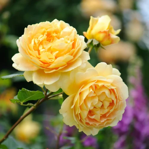 ROSA 'David Austin'® 'Golden Celebration'® - Obrázek 4