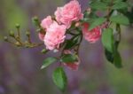 Rosa 'The Fairy'® - Obrázek 2