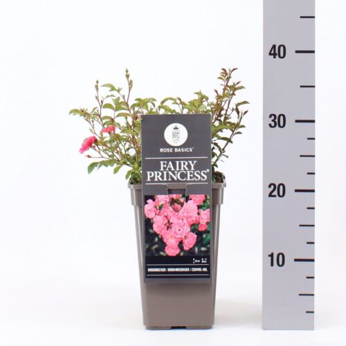 Rosa 'Fairy Princess'® - Obrázek 2